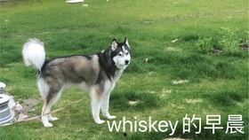 国产精品剃毛视频,国产剃毛神器视频大揭秘