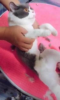 国产精品剃毛视频,国产剃毛神器视频大揭秘