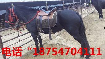 国产美女骑矮马驯马视频,国产美女展现骑术风采