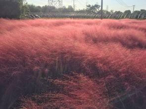 国产乱子最新免费视频,揭秘最新免费视频背后的精彩瞬间