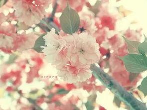 国产激情视频樱花,国产激情视频的浪漫演绎