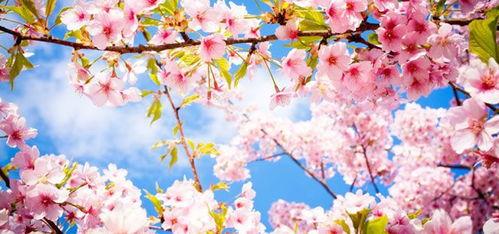 国产激情视频樱花,国产激情视频的浪漫演绎