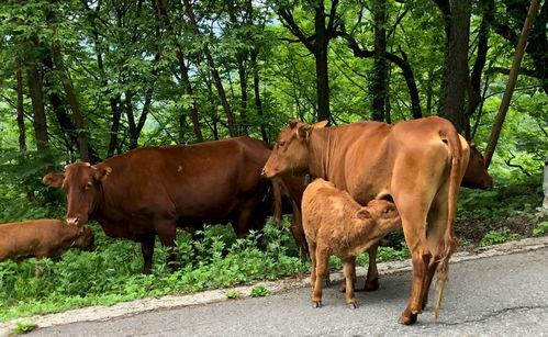 国产黄牛育种方法视频,视频带你领略现代育种技术