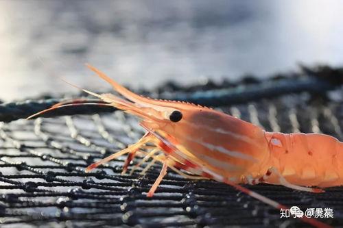 国产牡丹虾吃法视频,国产牡丹虾烹饪教程