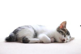 猫咪国产精品高清免视频,无需视频即可领略萌态