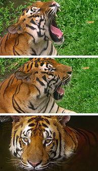 国产老虎在哪个应用看视频,独家视频平台带你领略