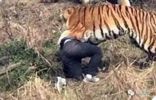 国产老虎在哪个应用看视频,独家视频平台带你领略