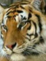 国产老虎在哪个应用看视频,独家视频平台带你领略