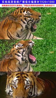 国产老虎图片视频大全集,图片视频大全集赏析