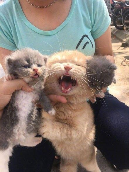 国产猫帅气瞬间视频,萌态百出，魅力四溢