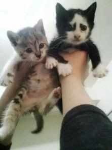 国产猫帅气瞬间视频,萌态百出，魅力四溢