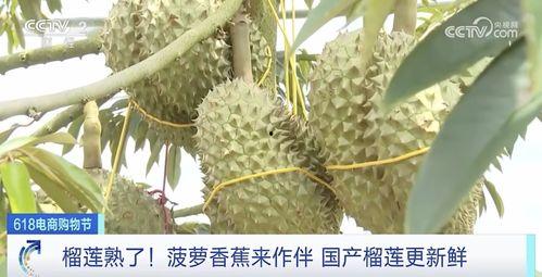 国产榴莲开果翻车视频播放,揭秘种植与收获的意外瞬间