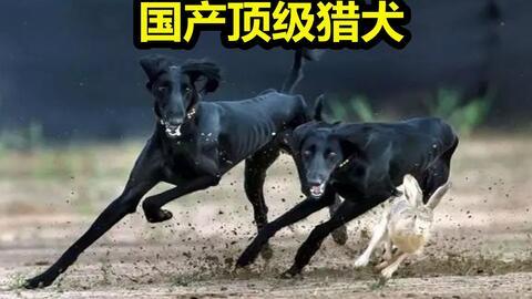 猎犬比赛视频国产在线观看,国产在线观看，感受速度与激情