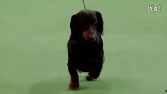 猎犬比赛视频国产在线观看,国产在线观看，感受速度与激情