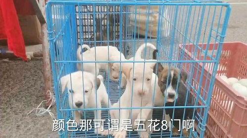 猎犬比赛视频国产在线观看,国产在线观看，感受速度与激情
