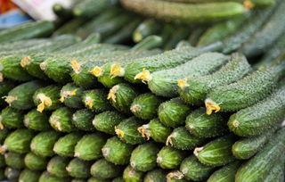 黄瓜全国产地介绍视频,从南到北的绿色盛宴